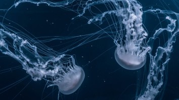 6 Sea Creatures You Should Be More Afraid Of Than Sharks