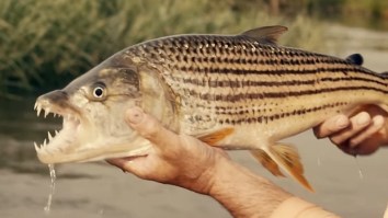Fishing For Tiger Fish With Razor Sharp Teeth In Botswana Looks Like The Craziest Adventure
