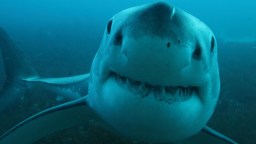 Largest Male Great White Shark Ever Tagged In The Atlantic Just Pinged Off North Carolina Hot Spot