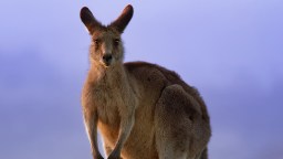 South Carolina Man’s Death Linked To ‘Suspected Kangaroo Fight’ At A Petting Zoo
