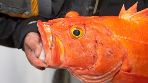 orange shortraker rockfish in Alaska